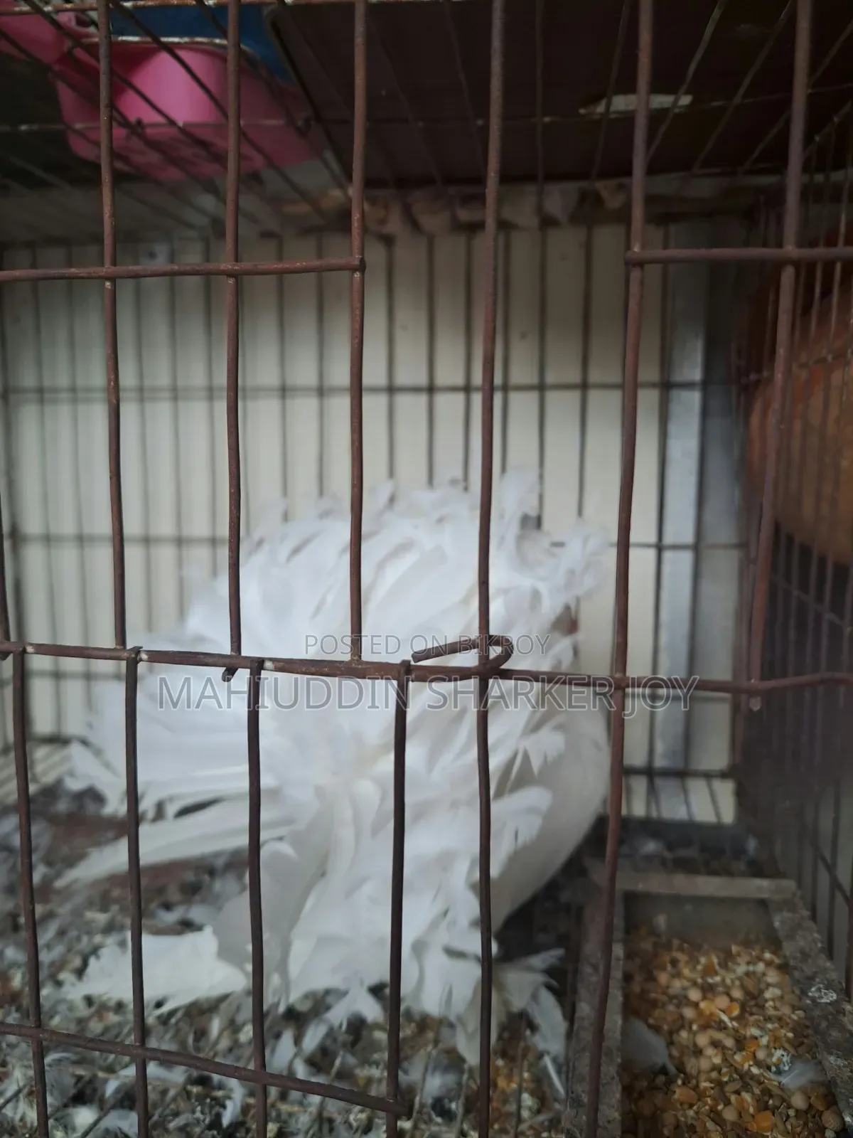 লখ পুরুষ (প্রাপ্তবয়স্ক)