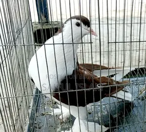 সিরাজি কোবুতর ফিমেল