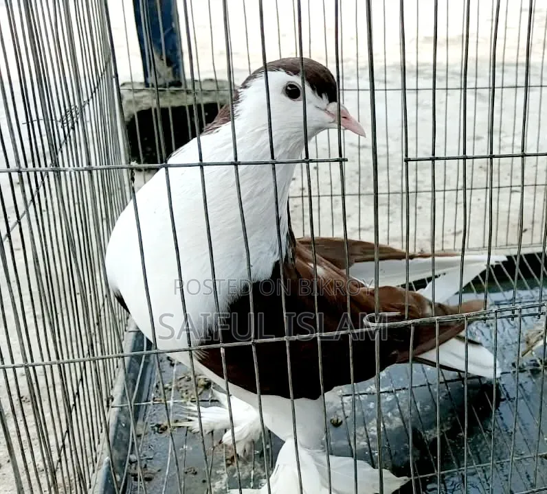 সিরাজি কোবুতর ফিমেল