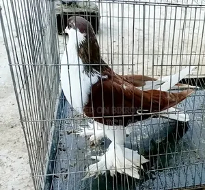 সিরাজি কোবুতর ফিমেল