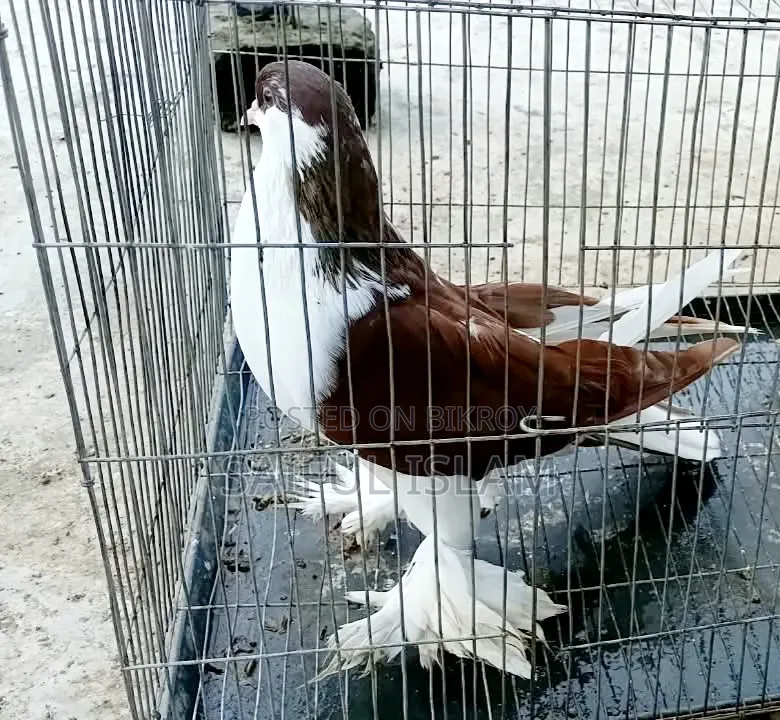 সিরাজি কোবুতর ফিমেল