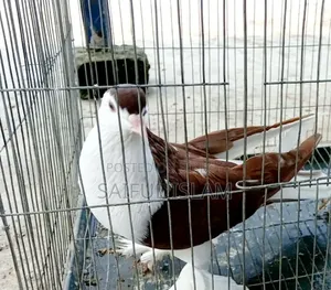 সিরাজি কোবুতর ফিমেল