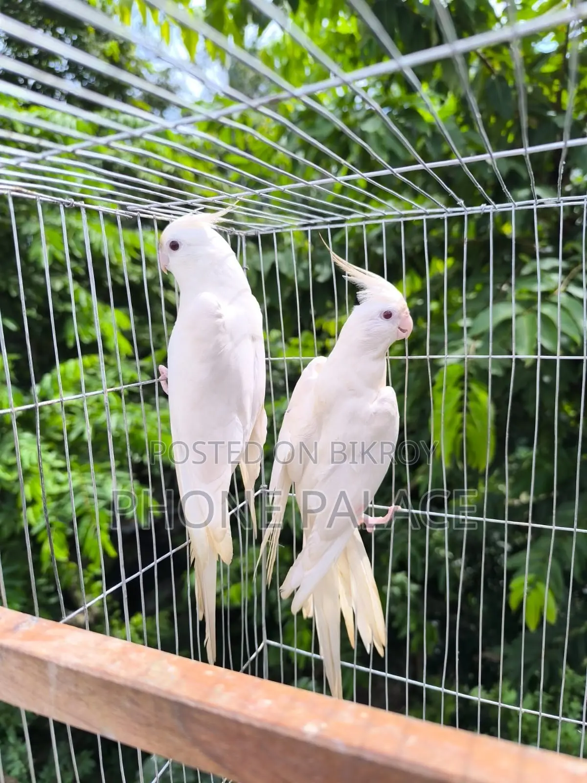 Albino Cockatiel - Master Pair