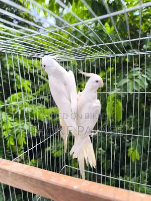 Albino Cockatiel - Master Pair
