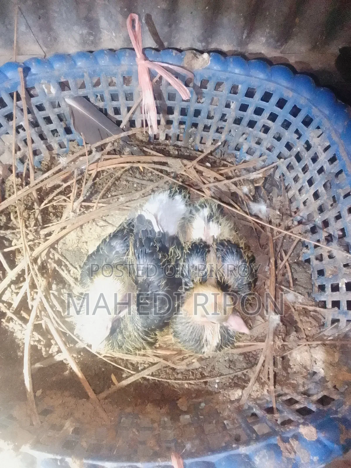 সিরাজি কৌতুবর