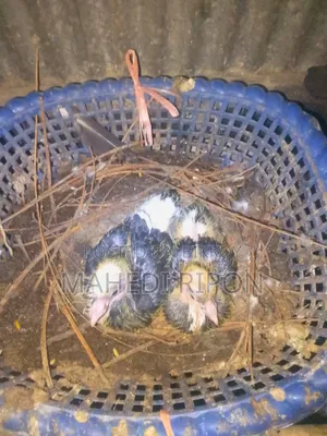 সিরাজি কৌতুবর