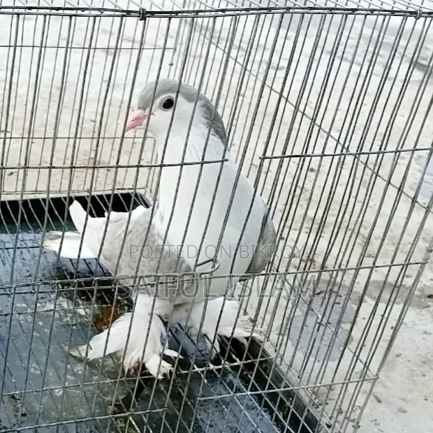 সিরাজি ফিমেল কবুতর