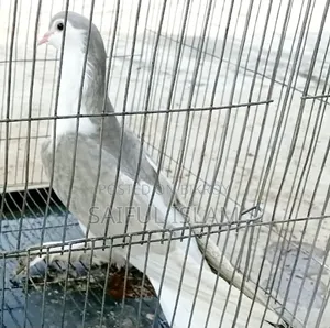 সিরাজি ফিমেল কবুতর