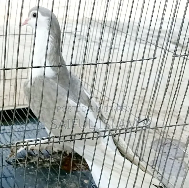 সিরাজি ফিমেল কবুতর