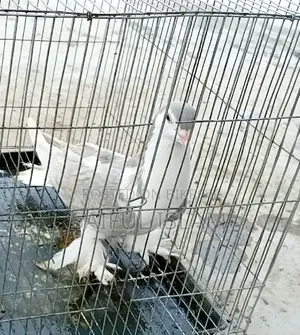সিরাজি ফিমেল কবুতর