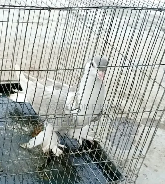 সিরাজি ফিমেল কবুতর