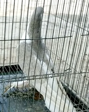 সিরাজি ফিমেল কবুতর