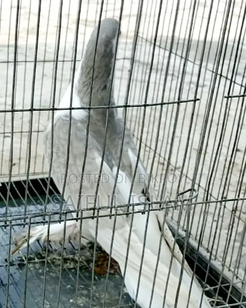 সিরাজি ফিমেল কবুতর