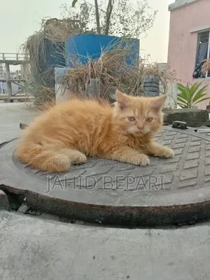 1-3 months Female Purebred Persian