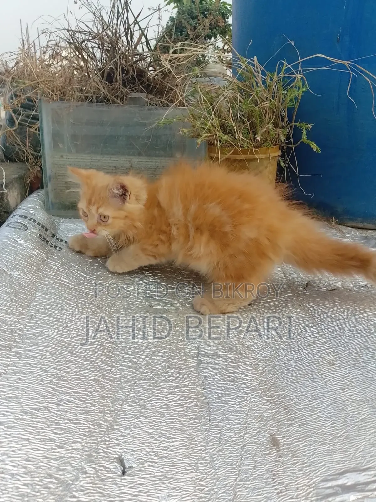 1-3 months Female Purebred Persian