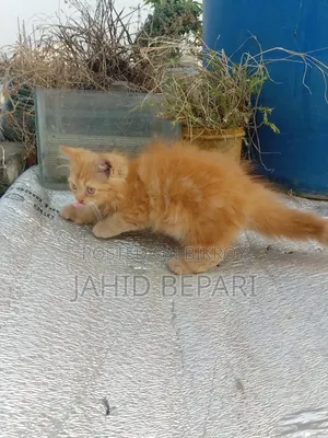1-3 months Female Purebred Persian