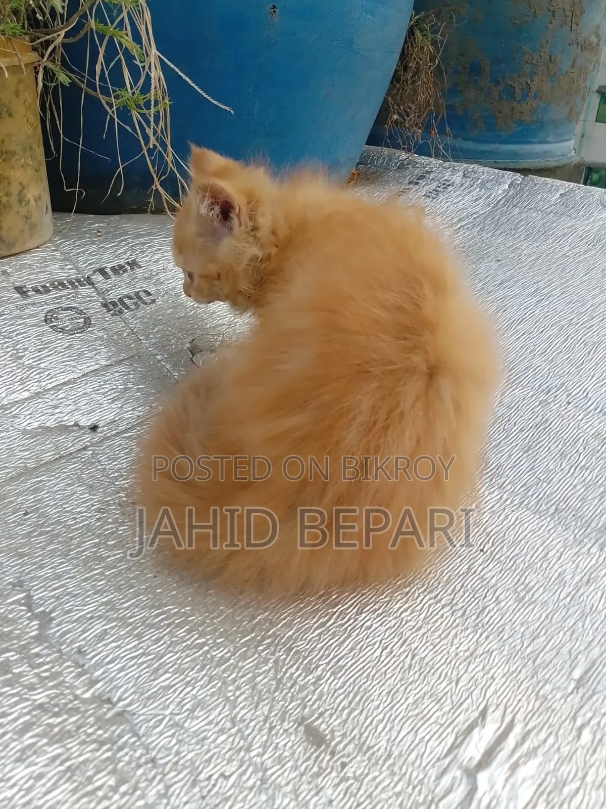 1-3 months Female Purebred Persian
