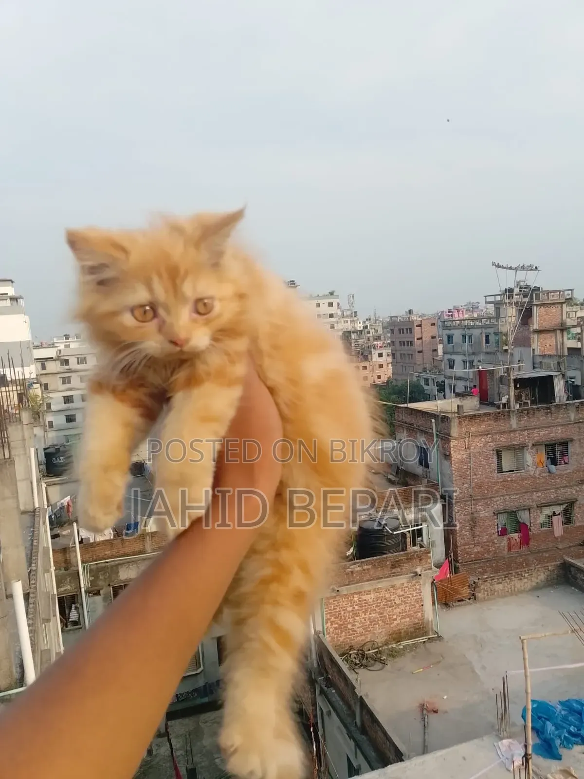 1-3 months Female Purebred Persian