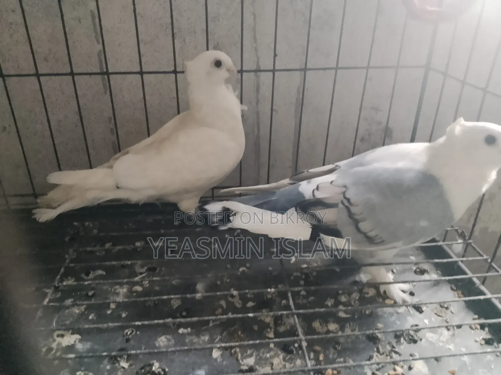১ জোরা সার্টিন কবুতর দাম মাত্র ১৫০০ টাকা