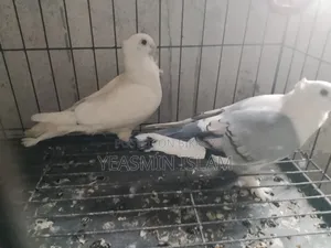 ১ জোরা সার্টিন কবুতর দাম মাত্র ১৫০০ টাকা