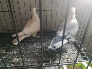 ১ জোরা সার্টিন কবুতর দাম মাত্র ১৫০০ টাকা
