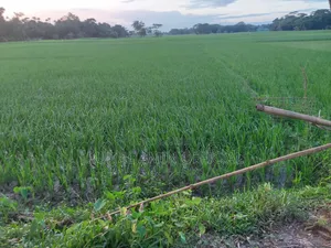জমি বিক্রি হবে ৫ শতাংশ