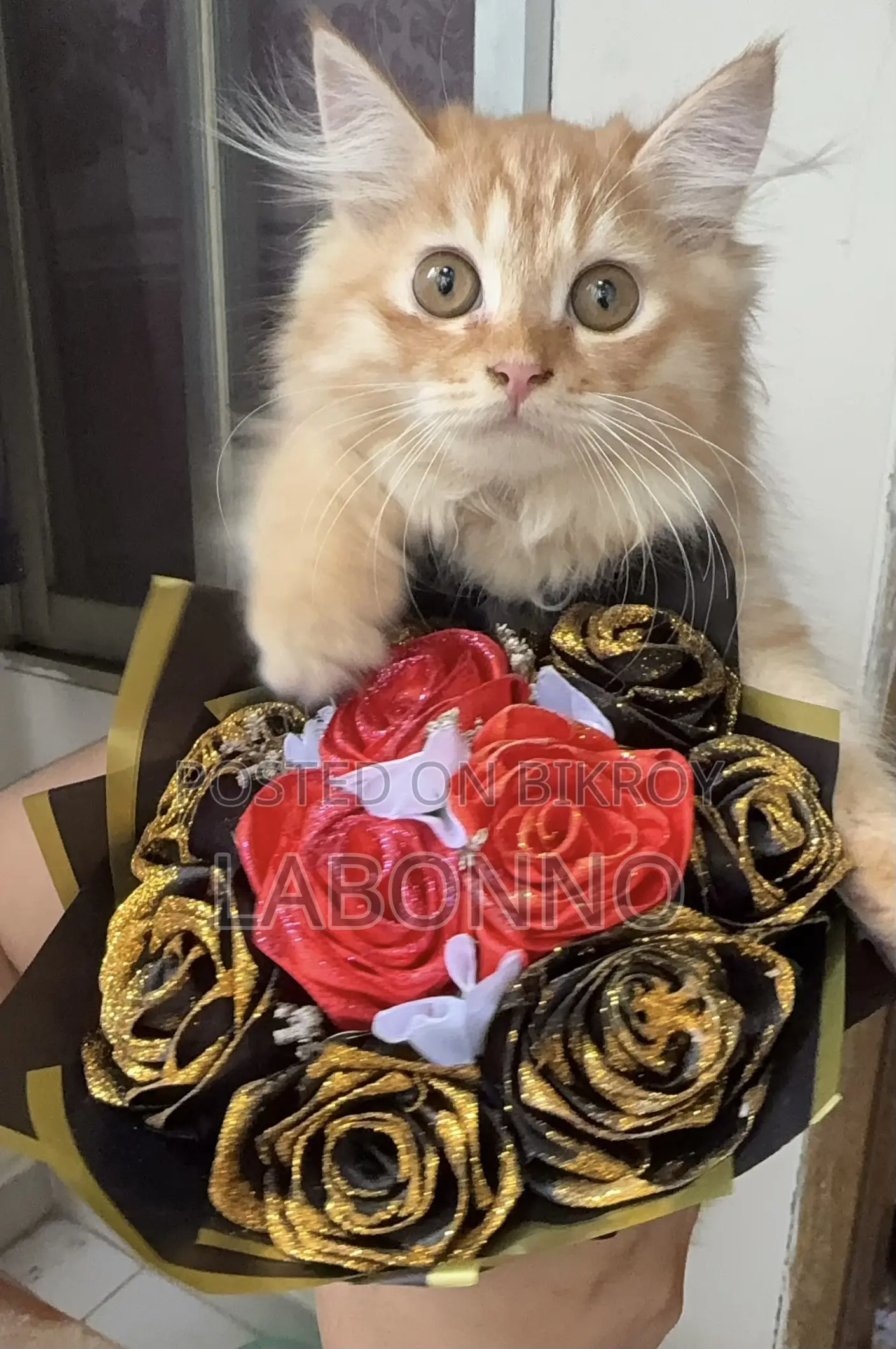 3-6 months Male Purebred Persian