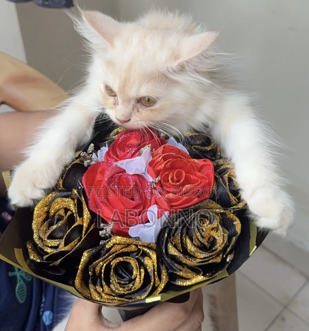 3-6 months Male Purebred Persian