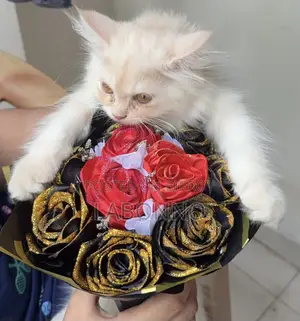 3-6 months Male Purebred Persian