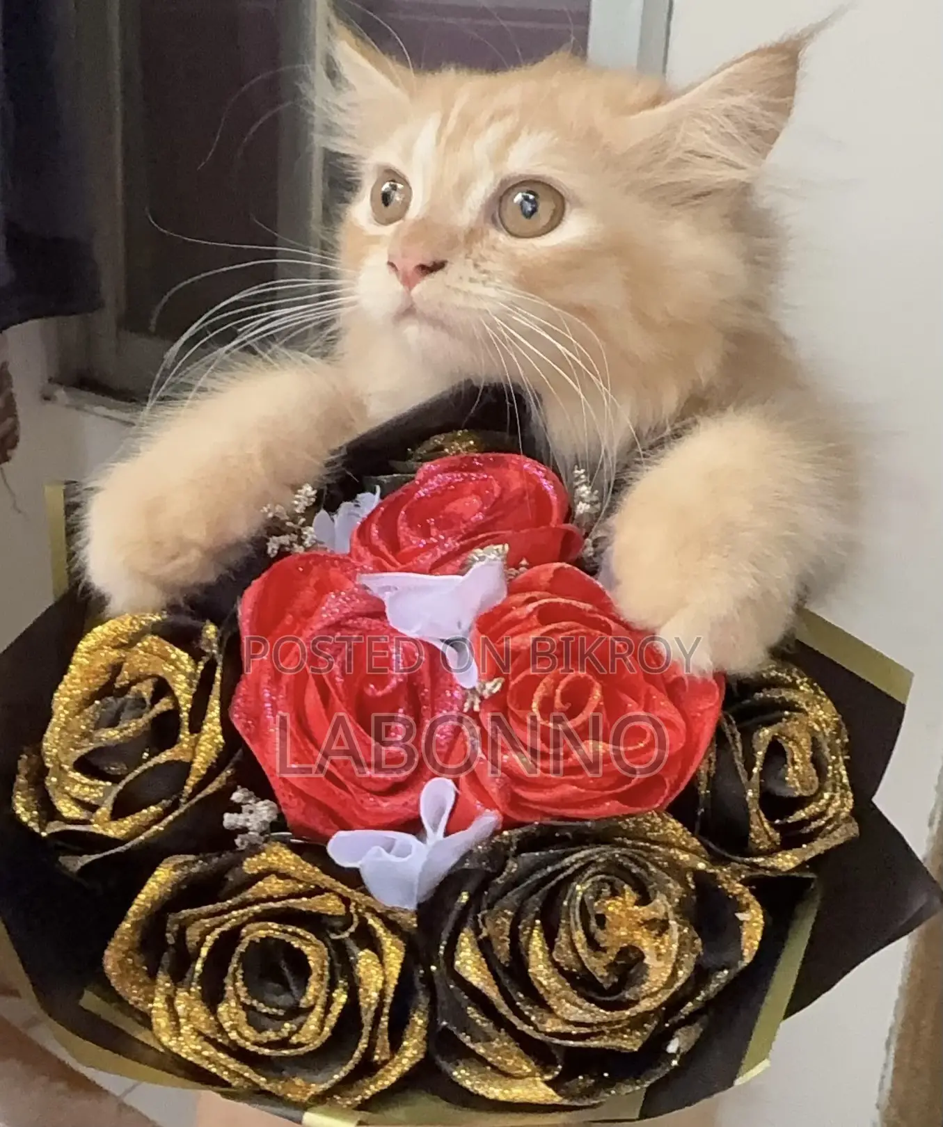3-6 months Male Purebred Persian