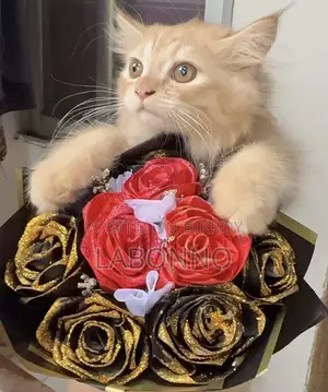 3-6 months Male Purebred Persian