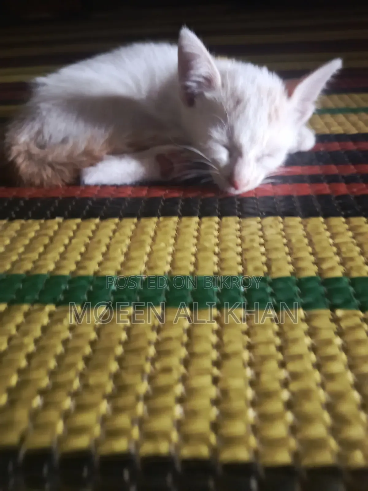 1-3 months Male Mixed Breed Cat