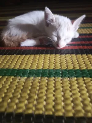 1-3 months Male Mixed Breed Cat