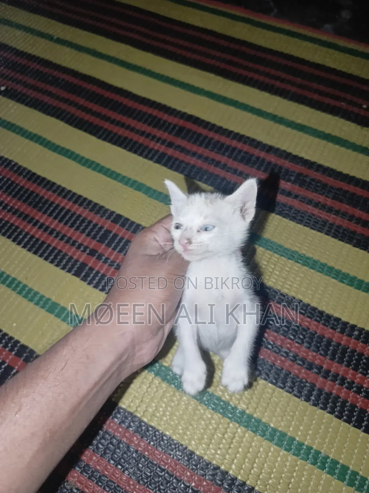 1-3 months Male Mixed Breed Cat