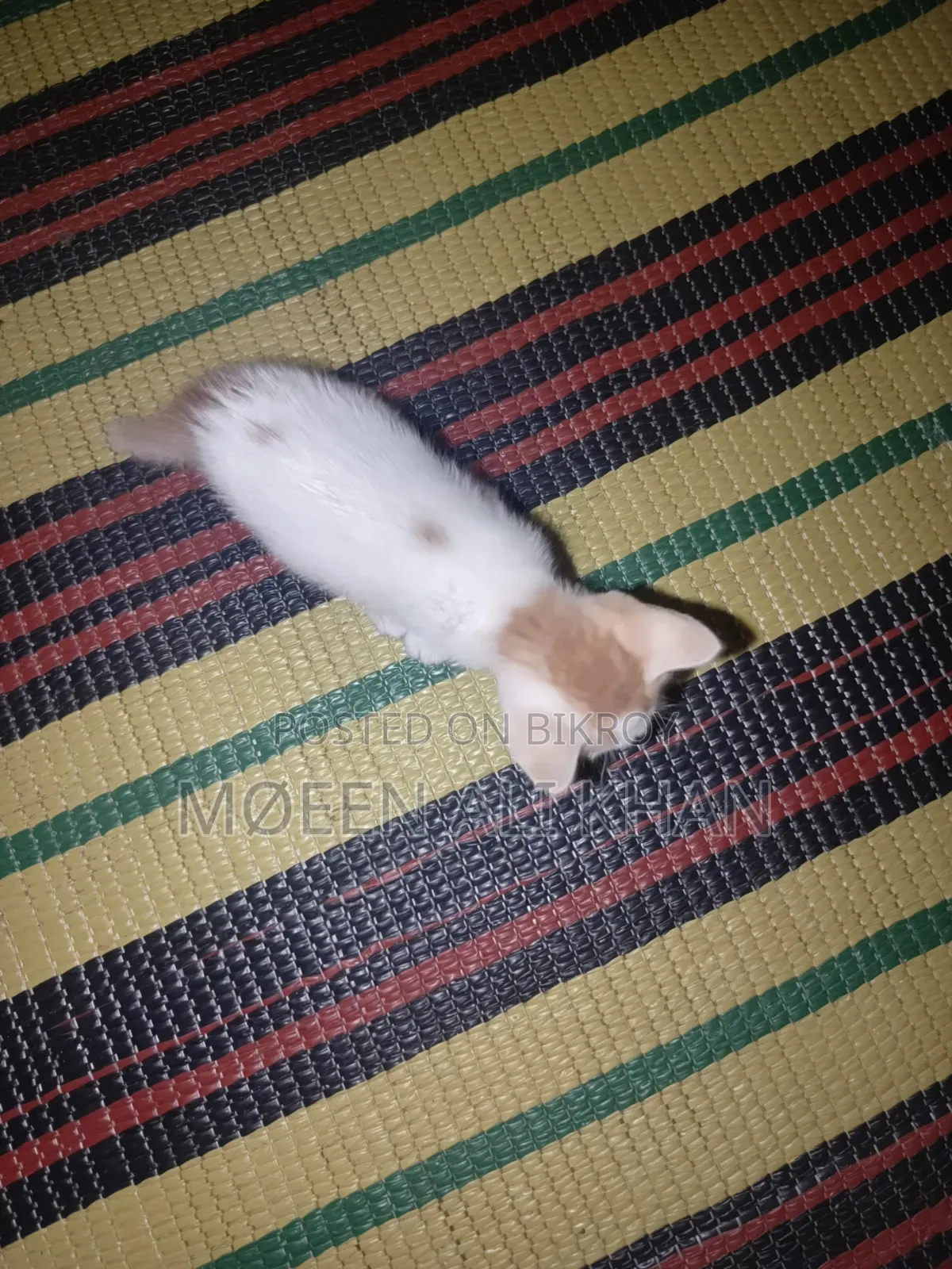 1-3 months Male Mixed Breed Cat