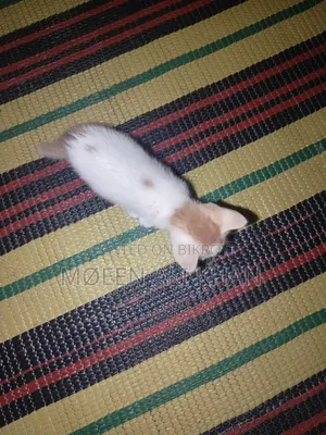 1-3 months Male Mixed Breed Cat