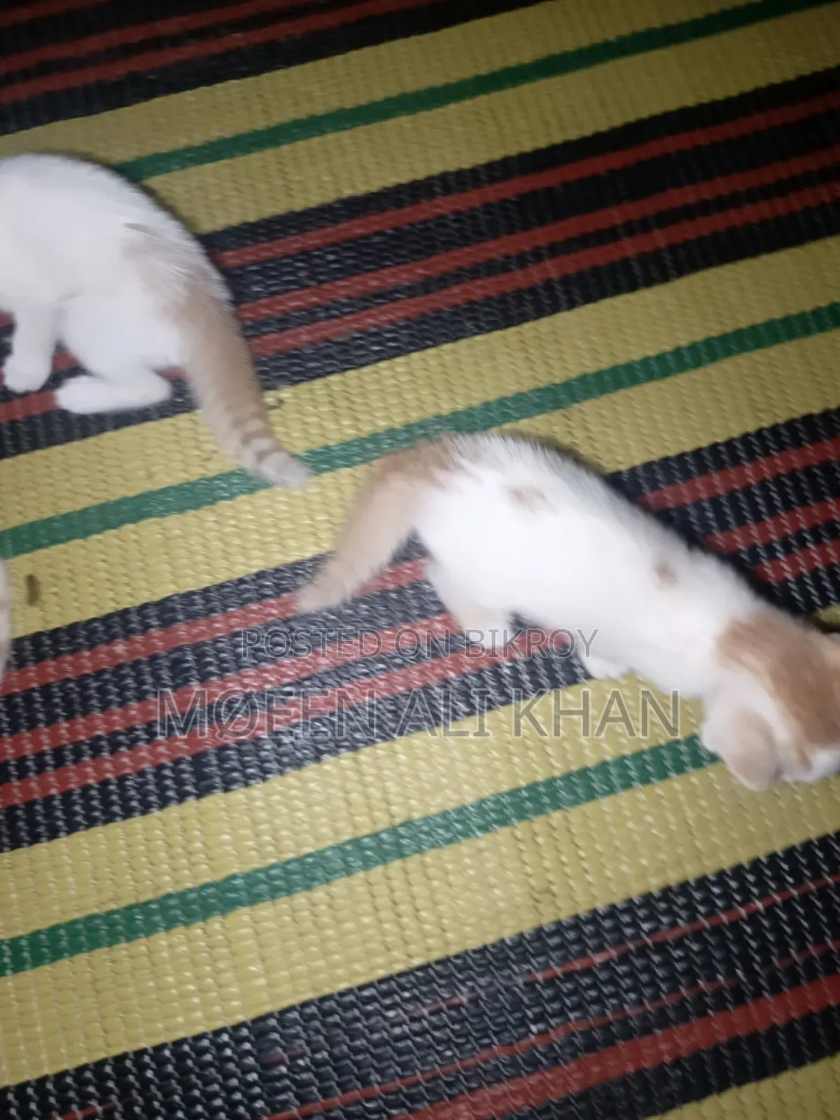 1-3 months Male Mixed Breed Cat