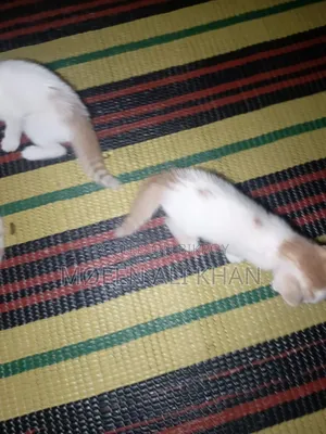 1-3 months Male Mixed Breed Cat