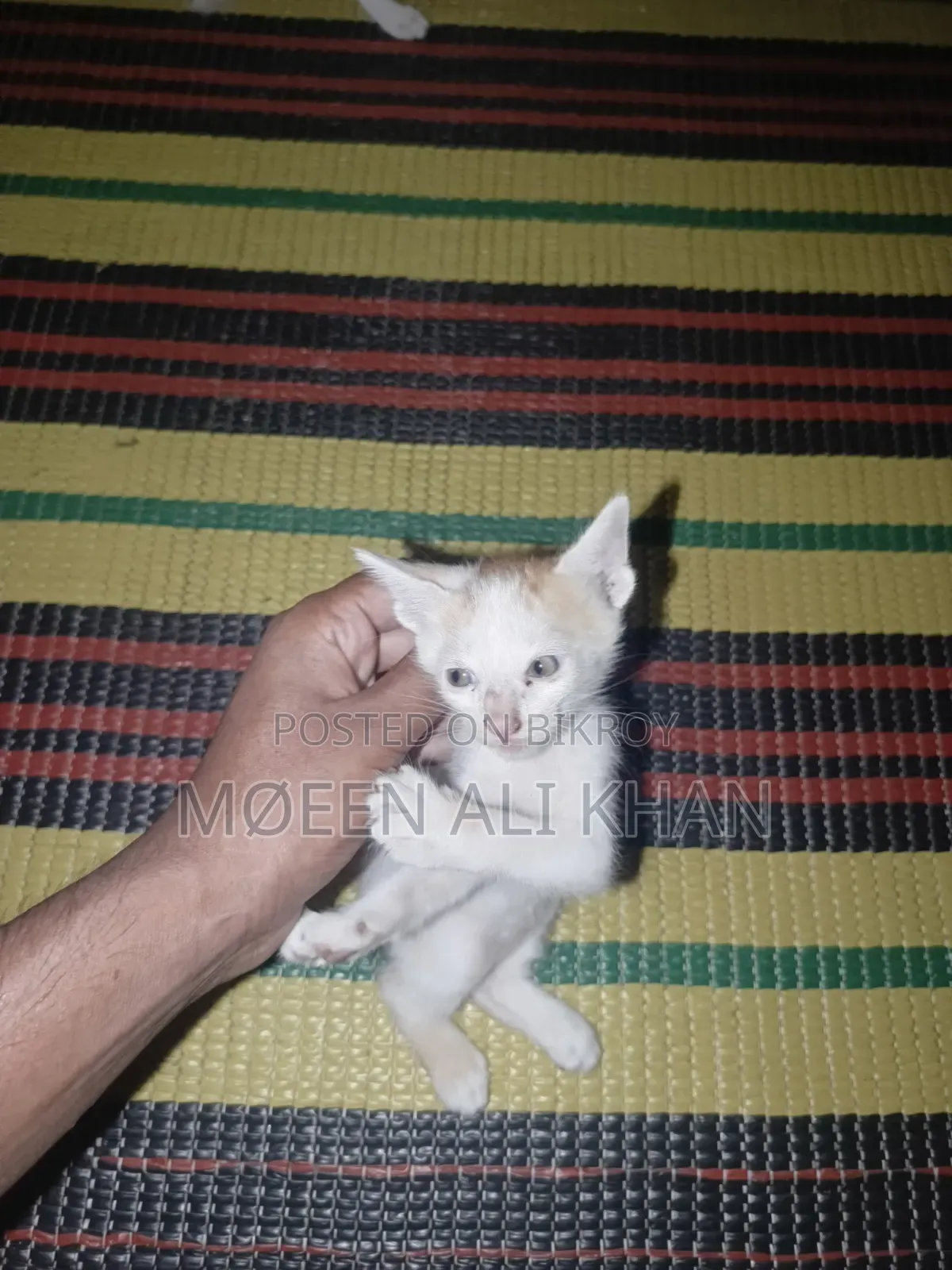 1-3 months Male Mixed Breed Cat