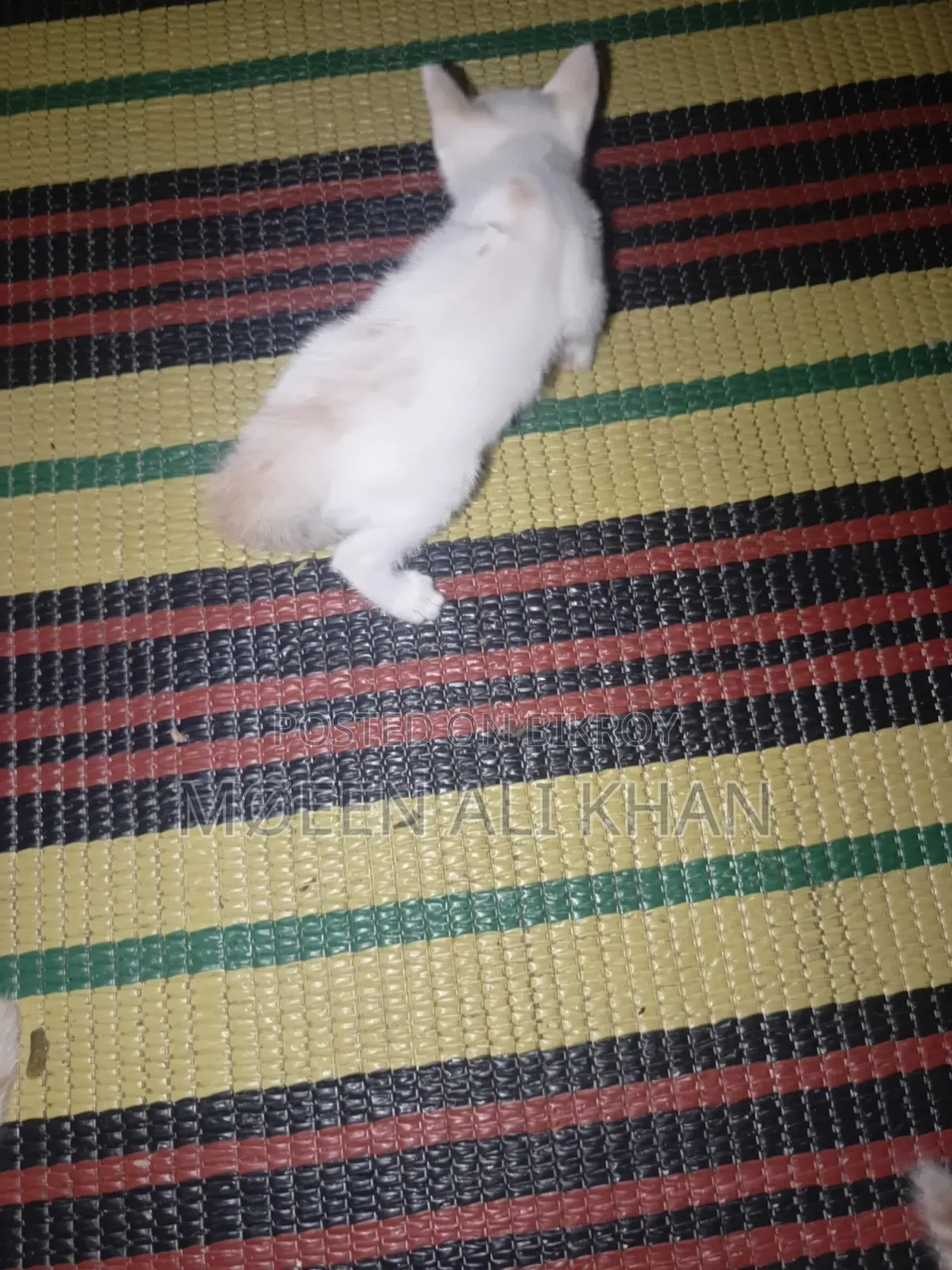 1-3 months Male Mixed Breed Cat
