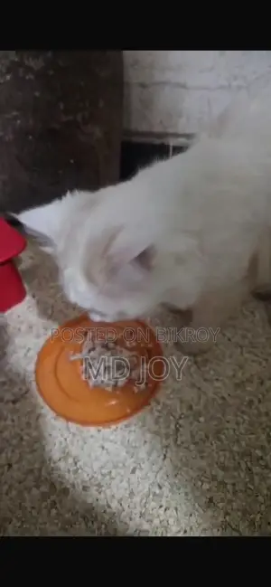 6-12 months Male Mixed Breed Persian