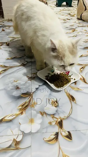 6-12 months Male Mixed Breed Persian