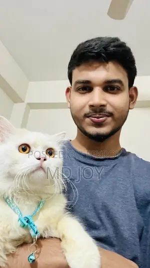 6-12 months Male Mixed Breed Persian