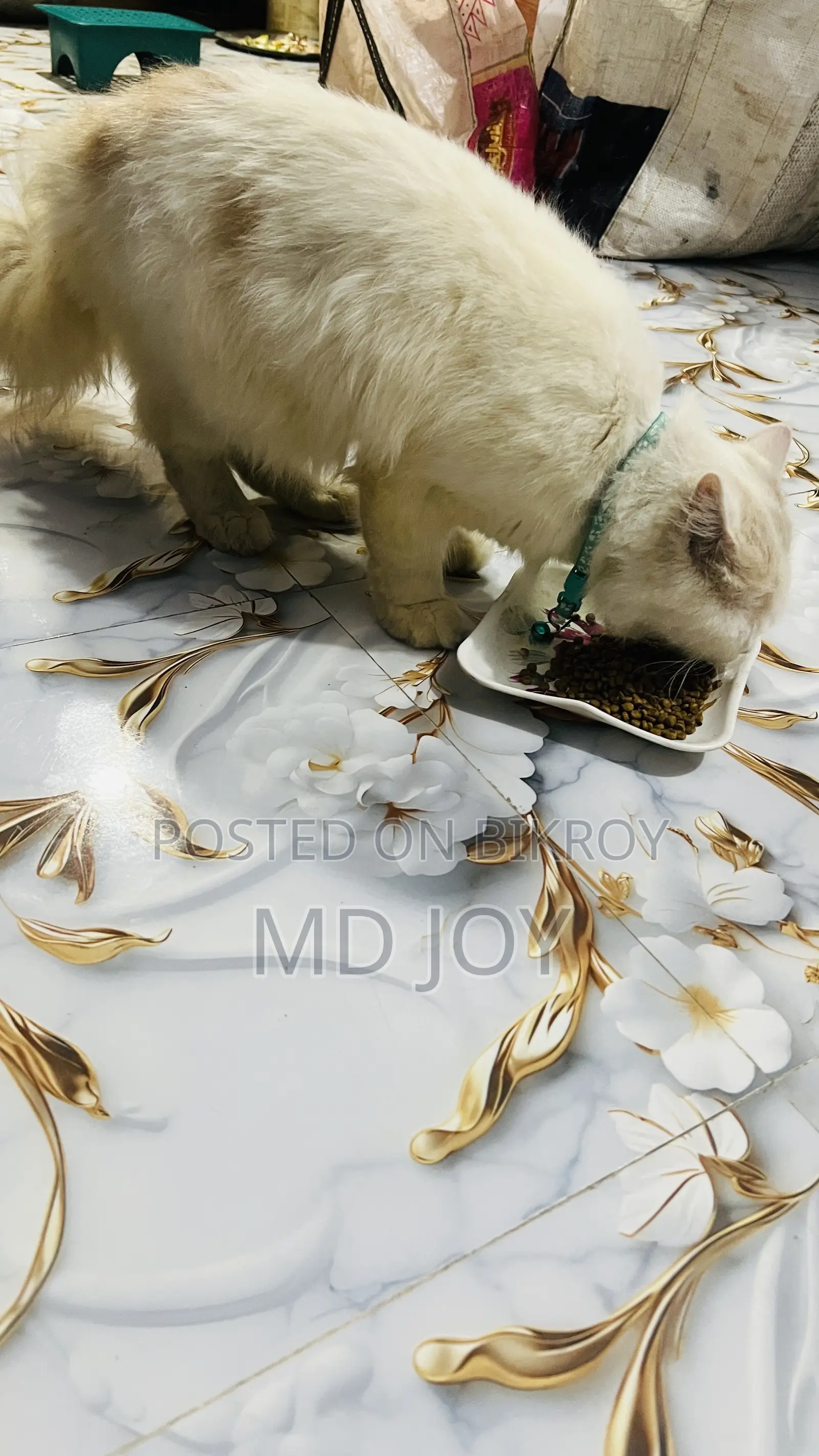 6-12 months Male Mixed Breed Persian