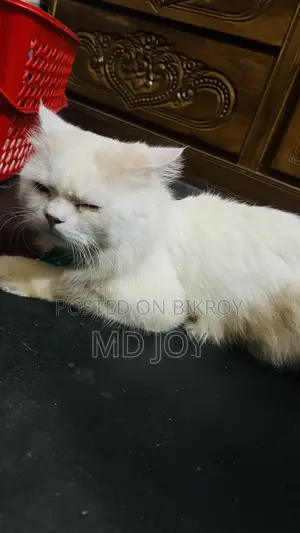 6-12 months Male Mixed Breed Persian