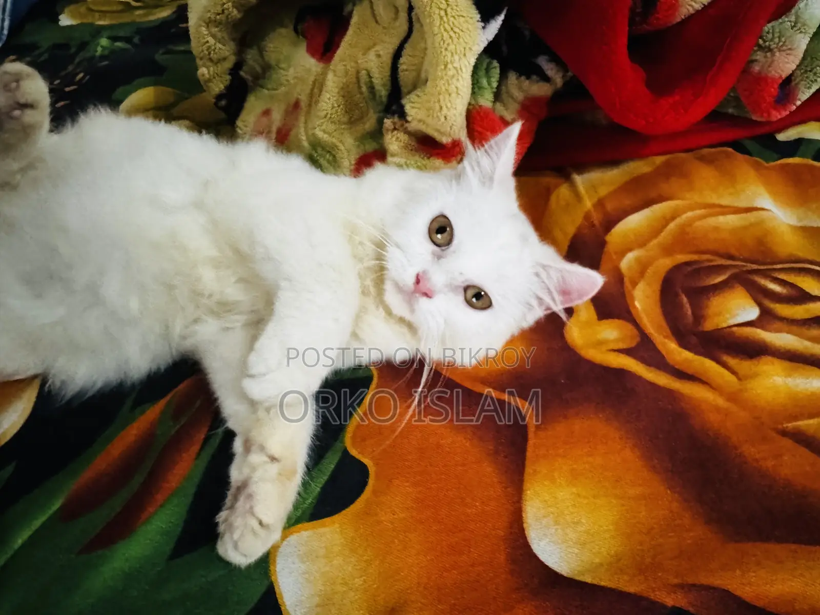3-6 Months Male Mixed Breed Persian
