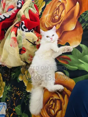 3-6 Months Male Mixed Breed Persian