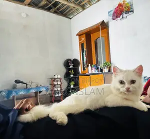 3-6 Months Male Mixed Breed Persian
