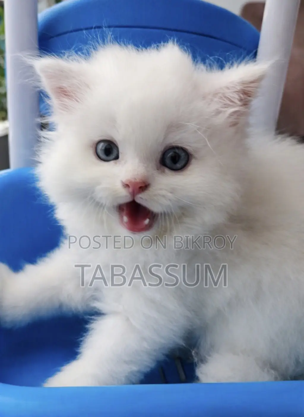 1-3 months Female Purebred Persian