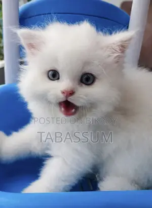1-3 months Female Purebred Persian